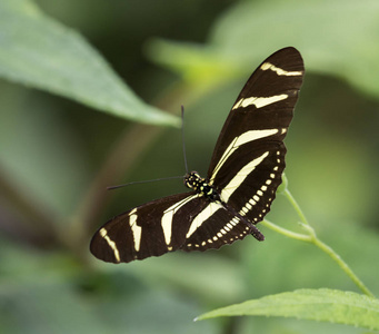 斑马 Longwing 蝴蝶花