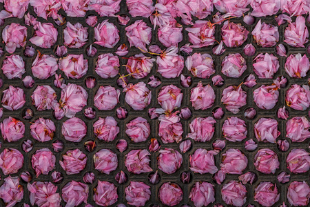 樱花花瓣落在橡皮垫上