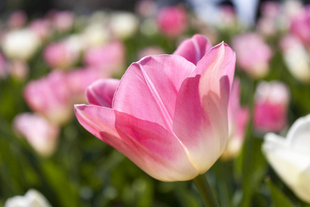 春季郁金香花背景