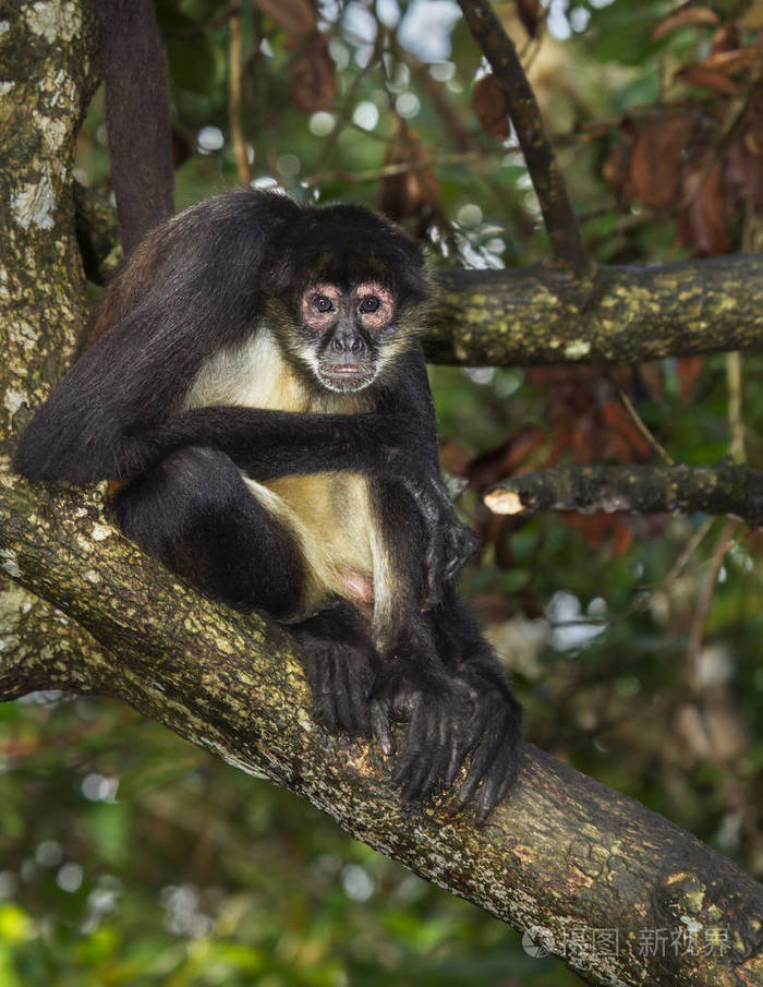 geoffroy的蜘蛛猴在树上