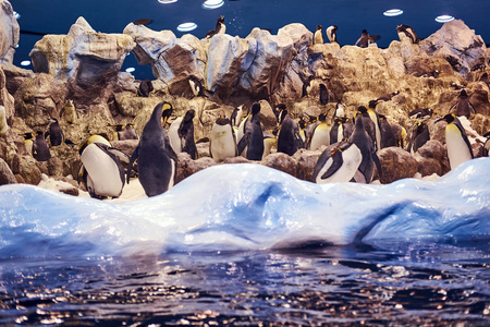 皇帝企鹅家庭在一个人为环境国家动物园