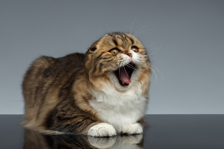 苏格兰折猫打着哈欠与张开的嘴巴上灰色