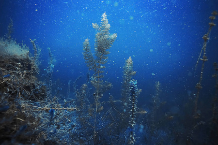 海底海藻和珊瑚