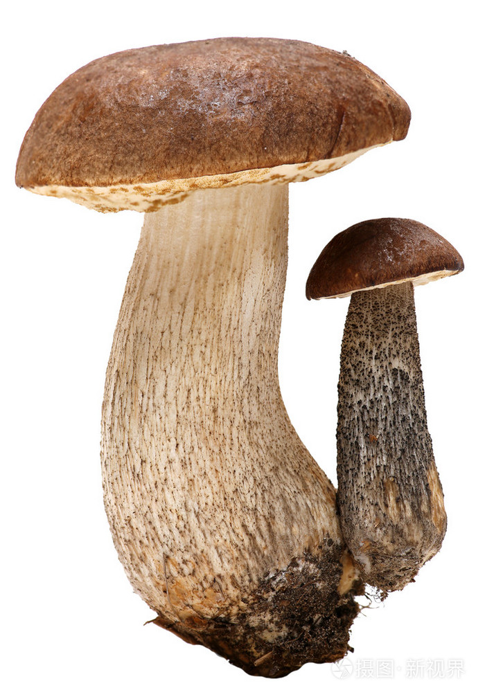 牛肝菌森林蘑菇上孤立的白色背景