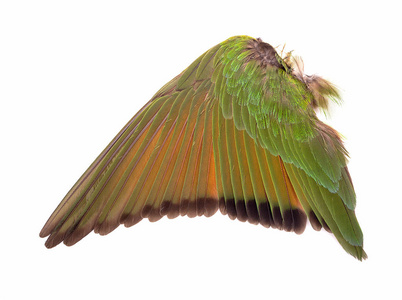 鸟儿的翅膀图片