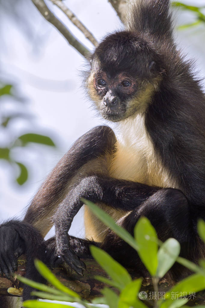 geoffroy的蜘蛛猴在树上