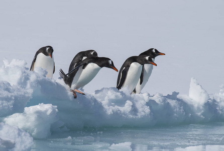 孤独的巴布亚企鹅图片