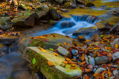 森林小水潭图片