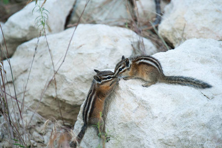 花栗鼠玩交配游戏几个相似素材图片 摄图新视界