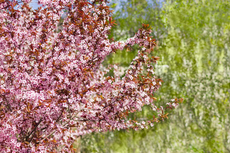 一朵朵观赏梅花树的背景