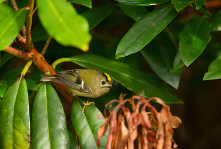 Goldcrest 雷古勒斯雷古勒斯 栖息在树枝上