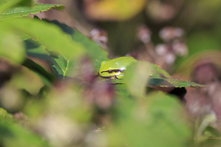 小欧洲树蛙特写 雨蛙 arborea 或蛙环境改造展