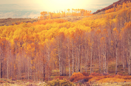 在秋天的黄色森林