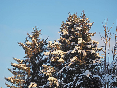 在雪中的云杉