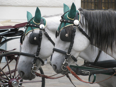 在维也纳, 你可以骑着有这么好马的推车。奥地利
