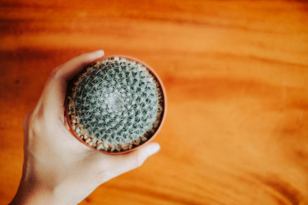 顶部视图。观赏植物背景特写手的妇女举行