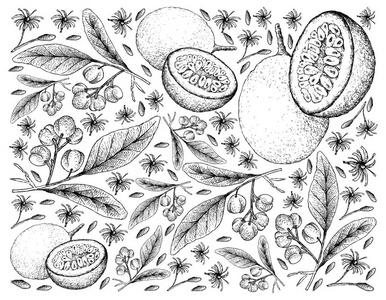 Acronychia 扁桃和激情果的手绘背景