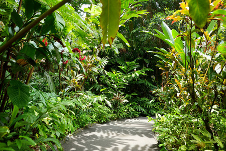 茂密的热带植被