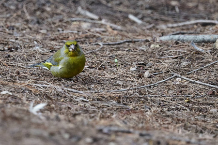 greenfinch 虎尾鸟在公园