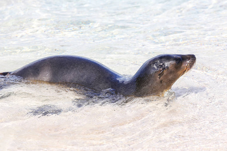 西班牙岛上的加拉帕戈斯海狮在水上玩耍, Galapago