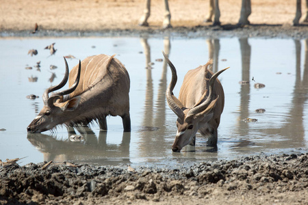 在纳米比亚非洲 Etosha 国家公园饮用羚野生动物
