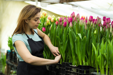 女人园丁与园林工具在温室，花店女人使用温室里的花朵。春天，大量的郁金香，花概念，工厂化栽培的花