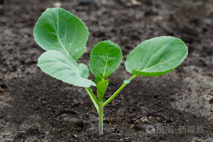 年轻的白菜生长
