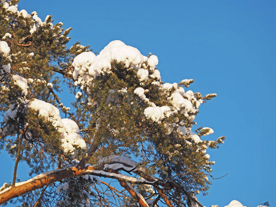 在雪中的松枝