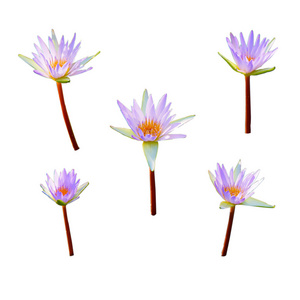 淡紫色莲花上白色孤立的组