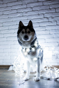 西伯利亚雪橇犬在灯在家里躺在地板上。狗的生活方式。黑暗的背景