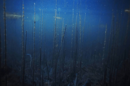 海底海藻和珊瑚