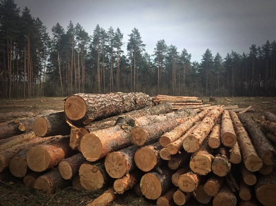 在森林砍伐的木材
