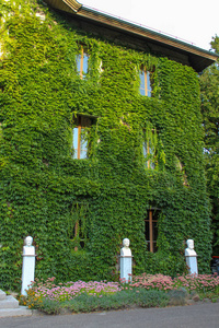 在日内瓦覆盖着常春藤的门面。瑞士