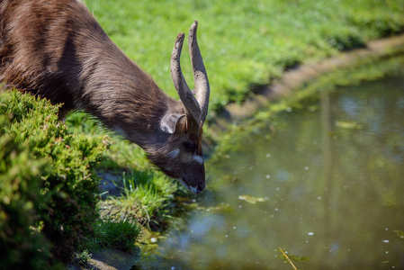山羊角在草丛中照片
