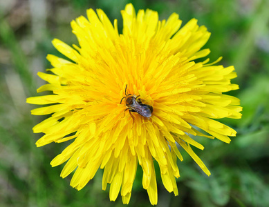 野生蜜蜂黄花上