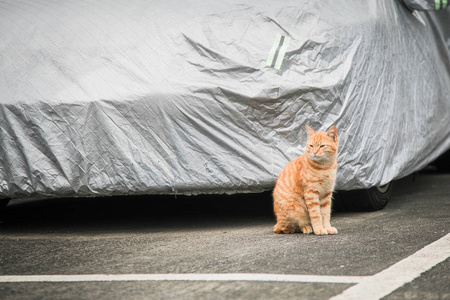 室外的流浪猫