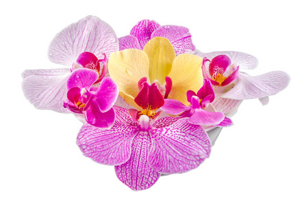 色兰花花，淡紫色，黄色，粉红色，紫色，布加勒斯特蝴蝶兰，孤立