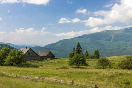 在夏天与孤独的松树的喀尔巴阡山脉全景