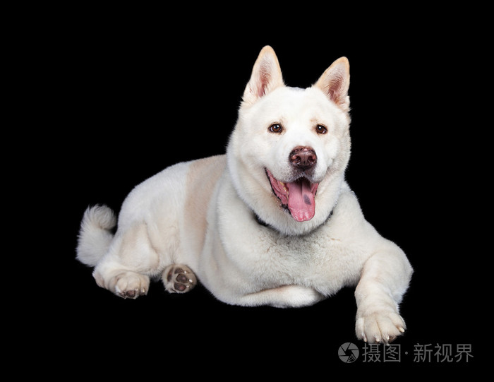 秋田犬伸出舌头