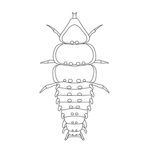 三叶虫甲虫图片-三叶虫甲虫素材-三叶虫甲虫插画-摄图新视界
