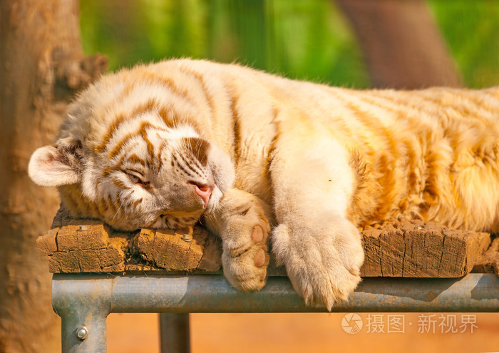 白色的西伯利亚虎