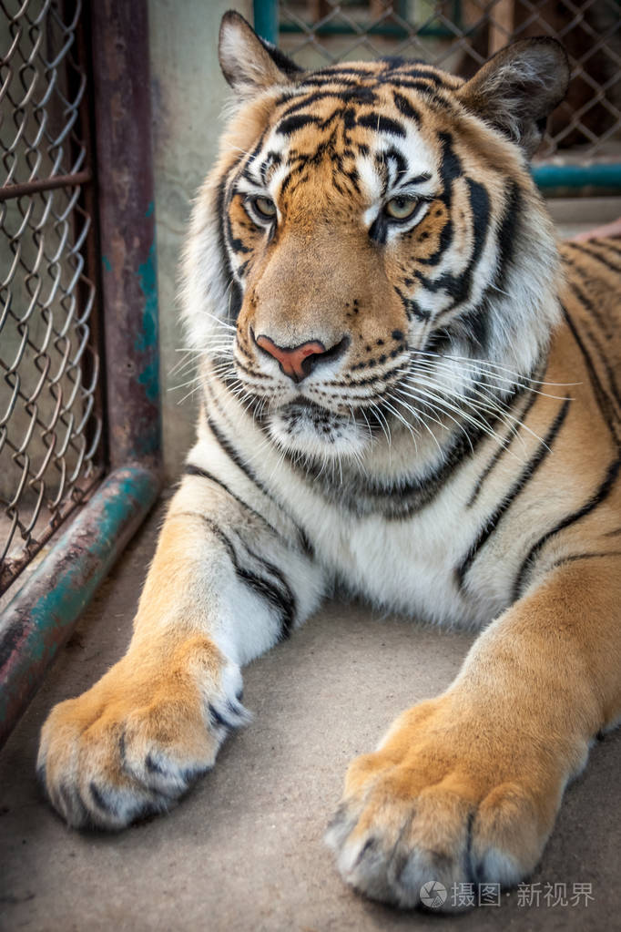 一只老虎的肖像