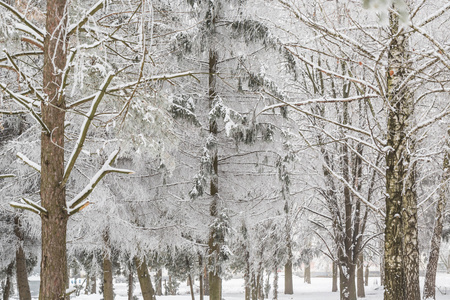 白雪皑皑的冬天风景