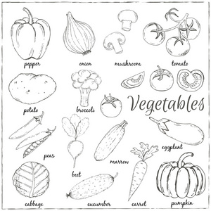 手绘蔬菜名称图片
