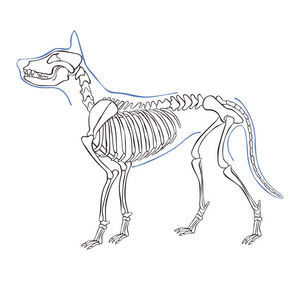 狗骨架。白色背景上的孤立向量对象