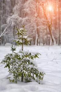 圣诞树上覆盖着白雪的城市公园