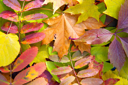 多彩的秋天树叶