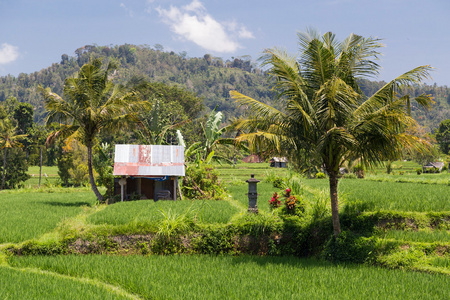 农村地区的印度尼西亚巴厘岛