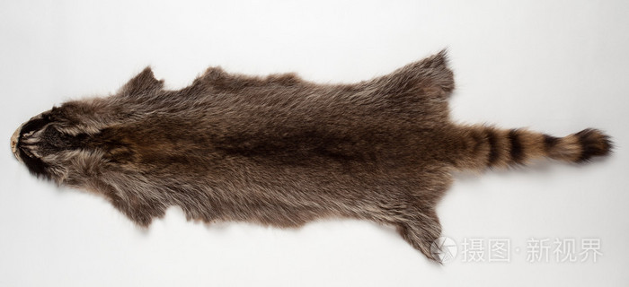 在白色背景上的浣熊毛皮