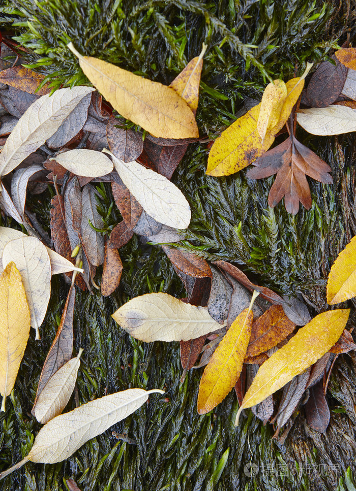 秋天的树叶在潮湿的绿色地面上细节自然背景